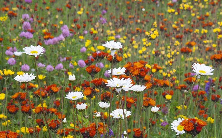 Wildflowers
